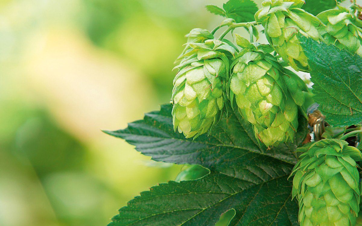 Hopfenzapfen hängen an einer Pflanze mit grünen Blättern im unscharfen Hintergrund.