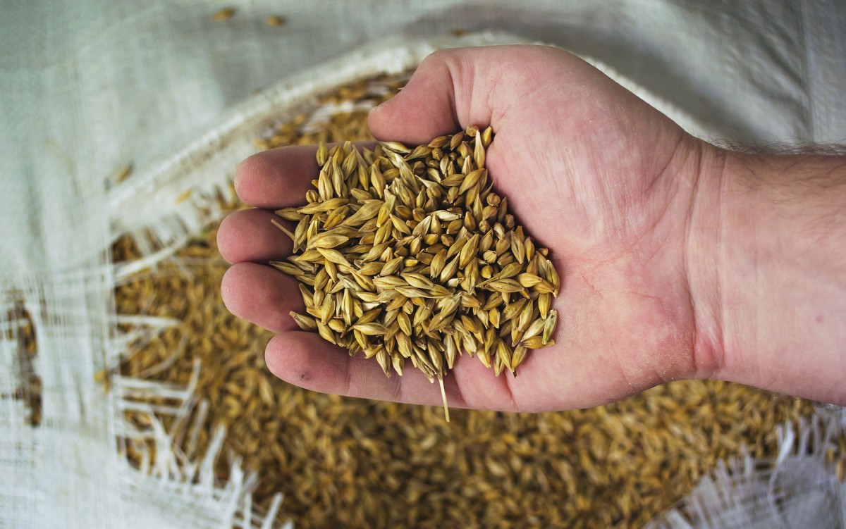 Eine Hand hält eine Handvoll Gerstenkörner über einem Getreidesack.